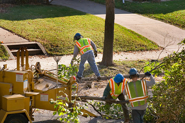 Best Tree Mulching  in Compo, CT